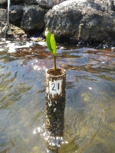 One of the mangrove babies planted last year that we will measure this week
