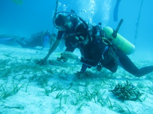 Tagging corals that will be outplanted. 