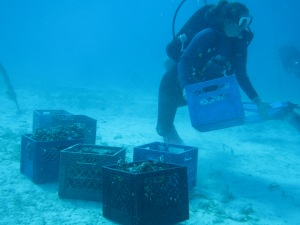 Crates and crates of corals to be taken from the nursery out to the reef to be outplanted.