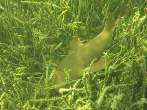 sharks love the seagrass too!