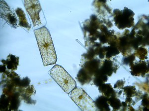 pennate diatom